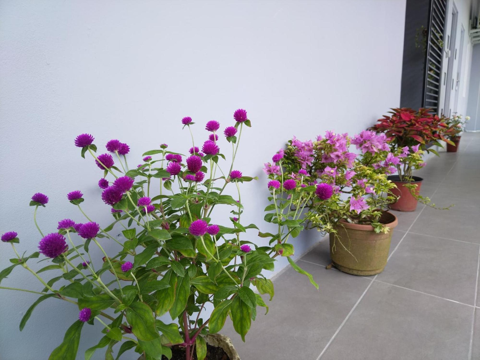 Greenery Rooms Tawau Luaran gambar